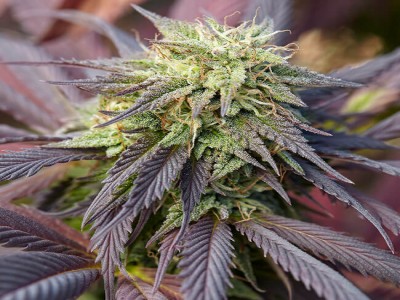 Buy Afghan Diesel Marijuana Online